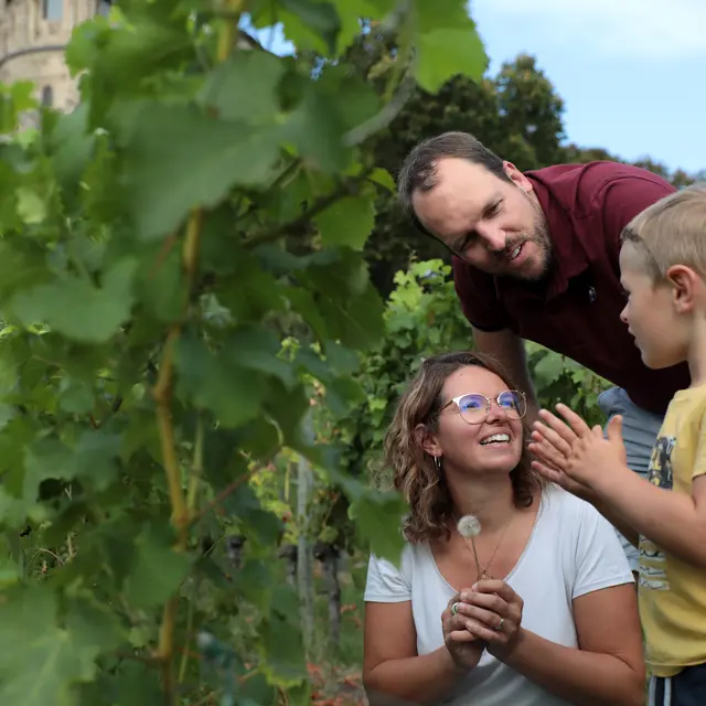 Dans les vignes