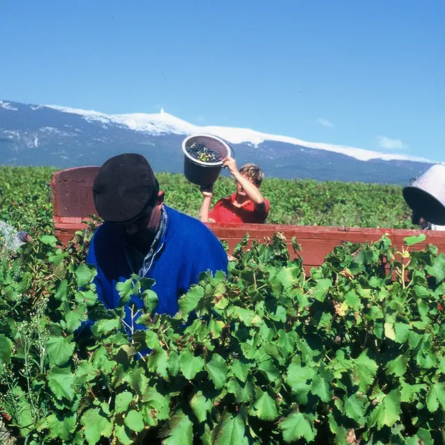 Visite spéciales vendanges_Mormoiron