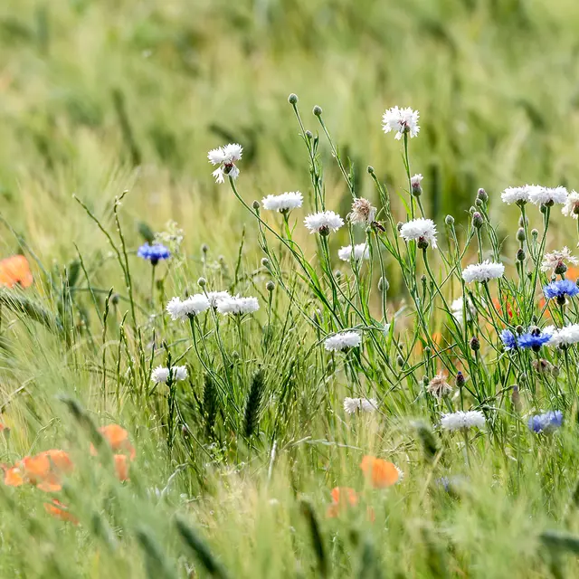 Journée de Sensibilisation à la nature et de partages_Cendras