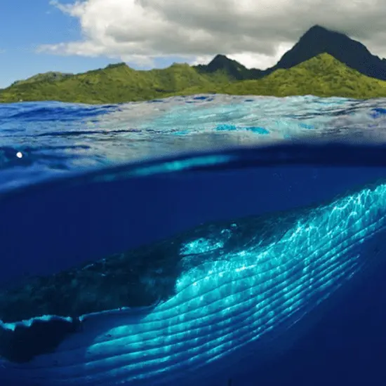Dolphins & Whales Spirit Adventure - Tahiti Tourisme