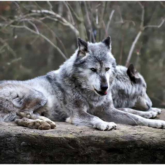 Cycle de conférences - Qui a peur du grand méchant loup ? Du petit chaperon rouge à l'éleveur de mouton_Courpière