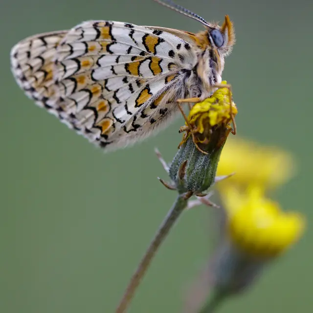 A la rencontre des papillons_Combloux