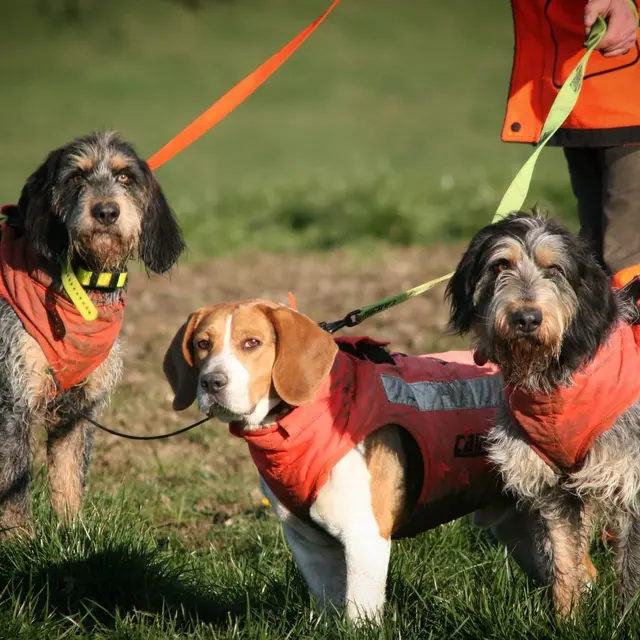 Concours de chiens de pied dans la voie du sanglier_Demandolx
