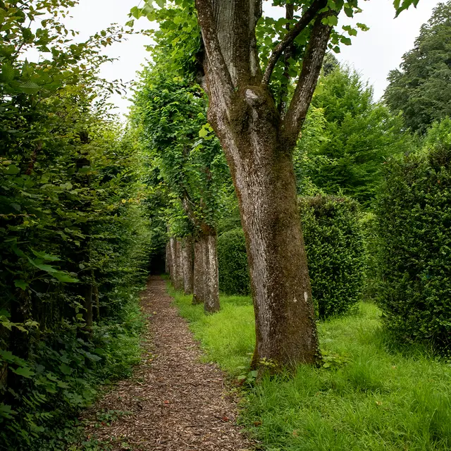 Atelier enfant - Mission arbres remarquables_La Tronche