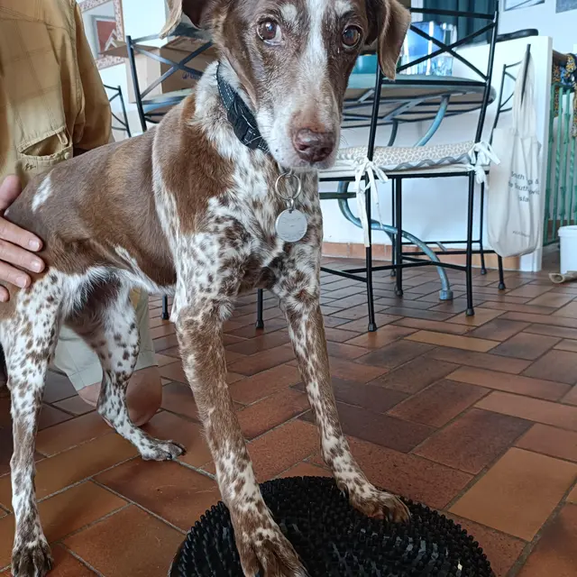 Batsheva Bonnet - vétérinaire ostéopathe_Guillestre