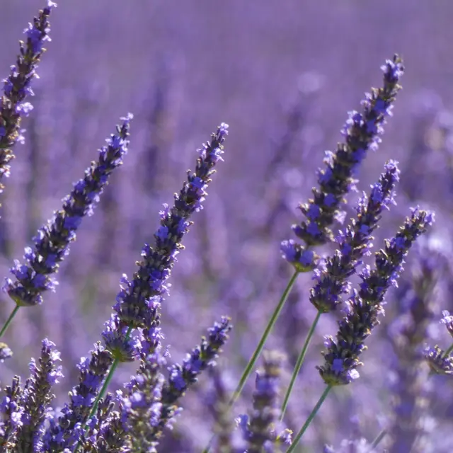 Lavandes