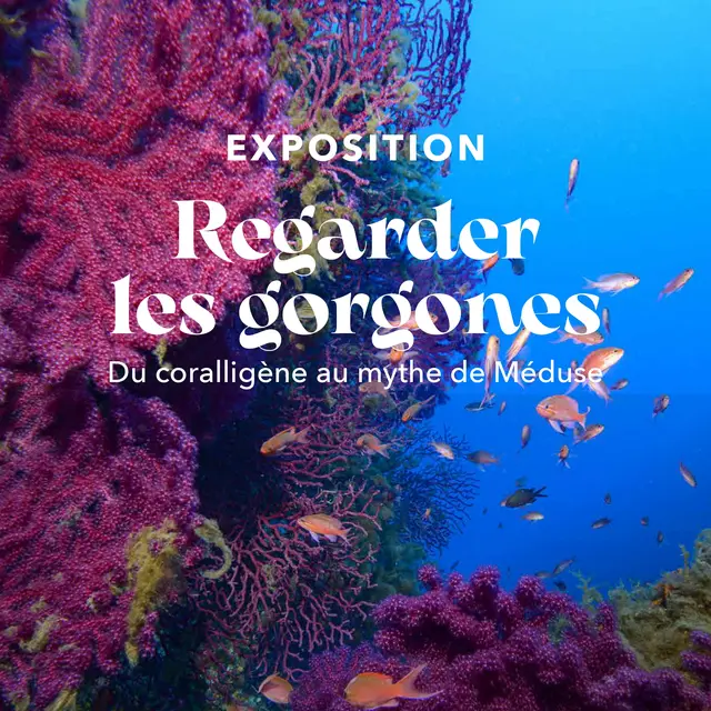 Exposition Regarder les gorgonnes Du coralligène au mythe de Méduse_La Seyne-sur-Mer