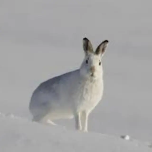 Lièvre variable en hiver