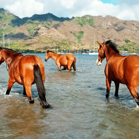 Nuku Hiva A Cheval - Tahiti Tourisme