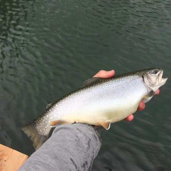 Réservoir Plan d'eau des Ribes