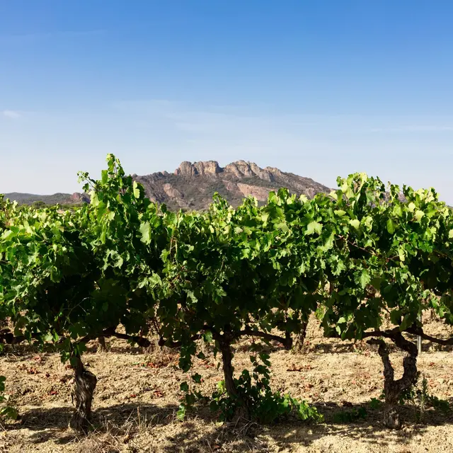 Vignes blavet 2023
