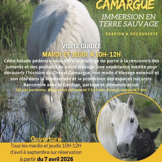 Découverte d'une manade de chevaux de race Camargue_Saintes-Maries-de-la-Mer