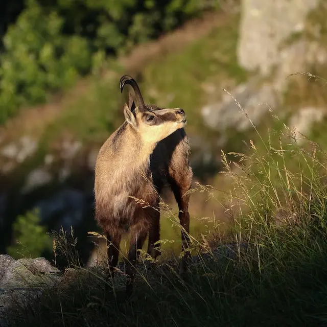 Chamois dans la montagne