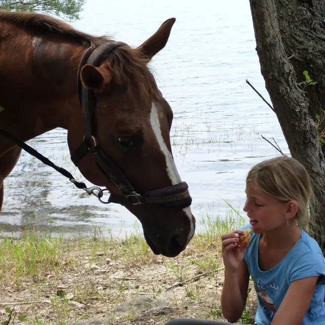 Haras des Villards: Séance d'initiation poney/cheval