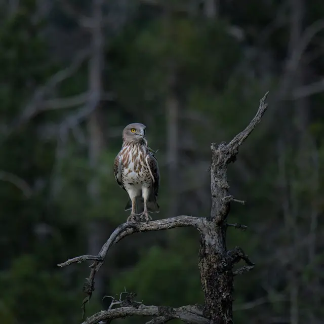 Les oiseaux des gorges de Daluis à Guillaumes
