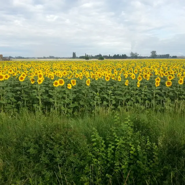 Elora Tours Provence