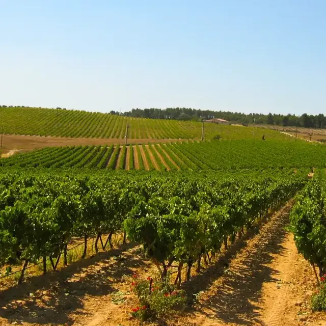 Domaine du Coffre_Pertuis