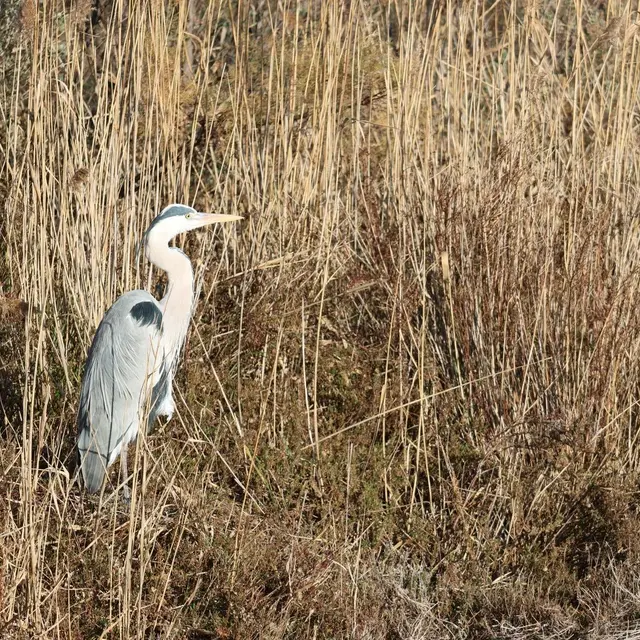 Découverte du Marais de Beauchamp et du Marais du Cassaïre_Arles