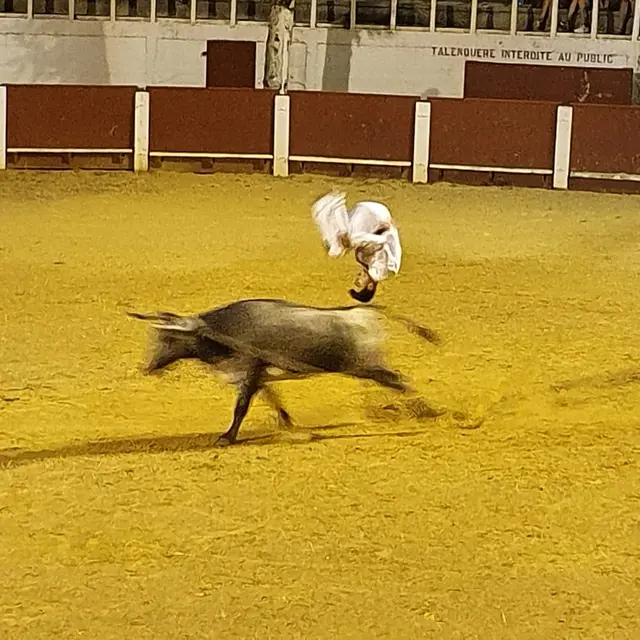 Course Landaise à Cazaubon_Cazaubon
