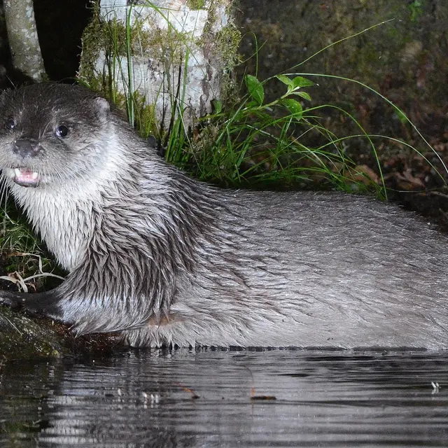 La Loutre des Joncquiers_Meyrargues