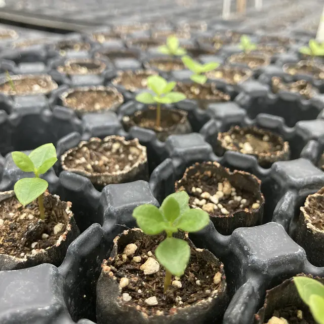 Formation Semis et bouturage_Rayol-Canadel-sur-Mer