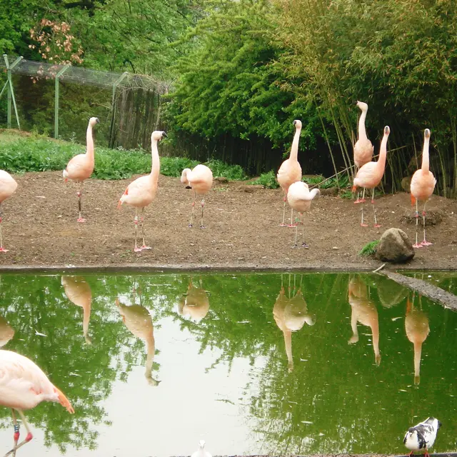 Parc aux oiseaux
