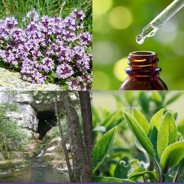 distillerie de paiolive