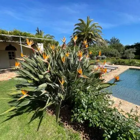 Flo Garden
