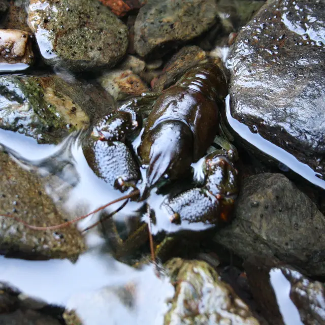 Découverte pêche aux ecrevisses_Usson-en-Forez