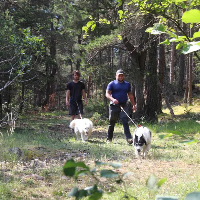 Cani randonnée immersive avec Banquise Traîneau - Saint-Paul-sur-Ubaye