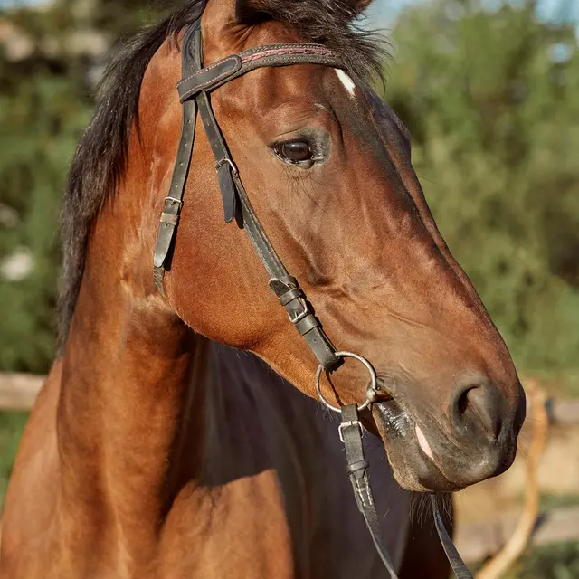 Foire aux chevaux_Roquemaure