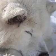 Chiens de Traineaux - La Tribu Rando de Seb