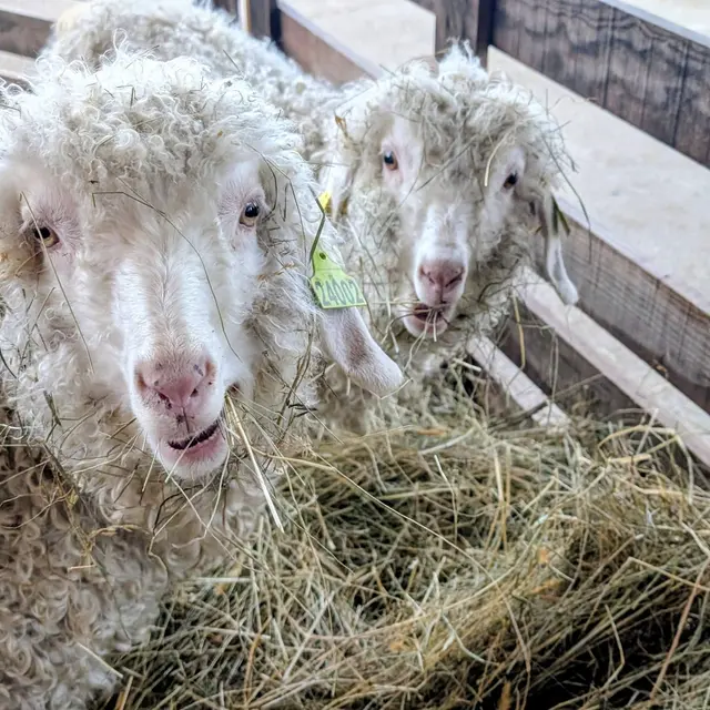 Ferme itinérante de La colline des Lutins à Chabanon_Selonnet