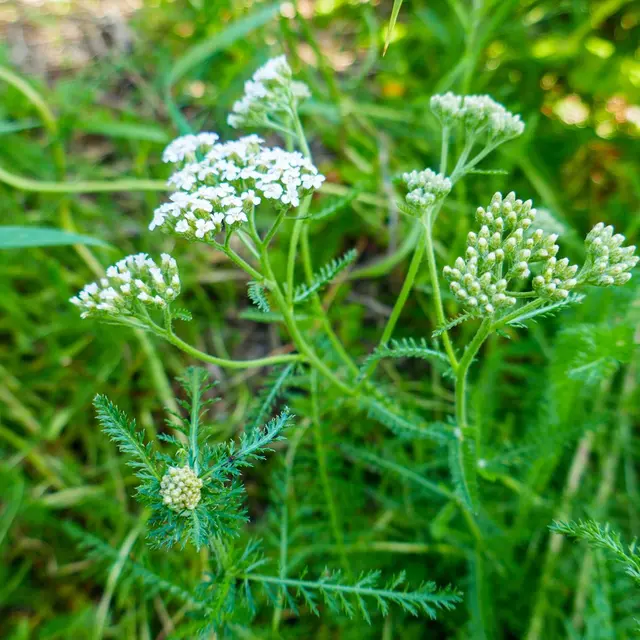 Plantes des femmes, du Moyen Âge à aujourd’hui