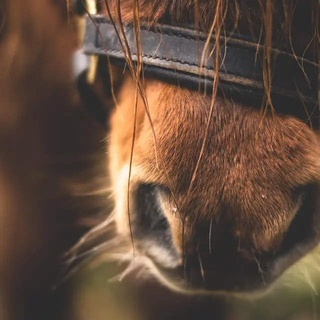 Poney Club de Pampelonne_Ramatuelle