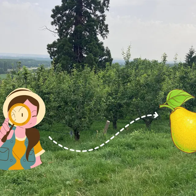 Jeu interactif A la recherche du poirier - Moras en Valloire
