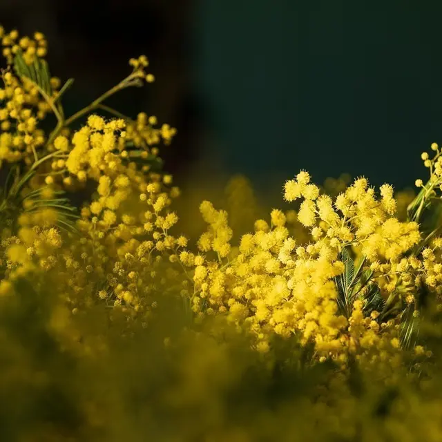 Visite guidée d'une exploitation et de sa forcerie_Mandelieu-La Napoule