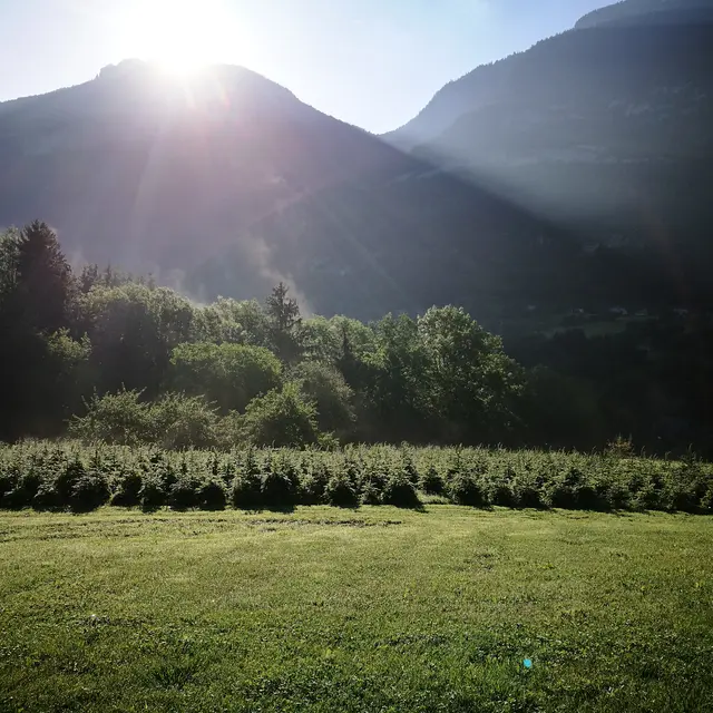 Sapins de Chartreuse - St Thibaud de Couz