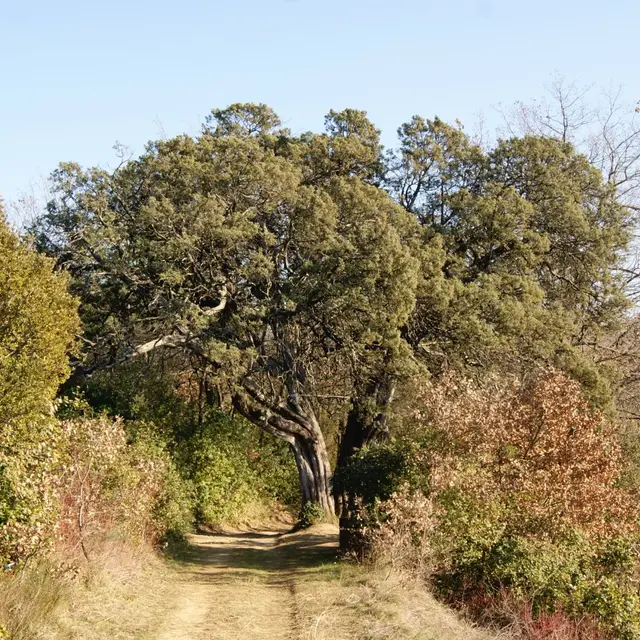 Cade Millénaire