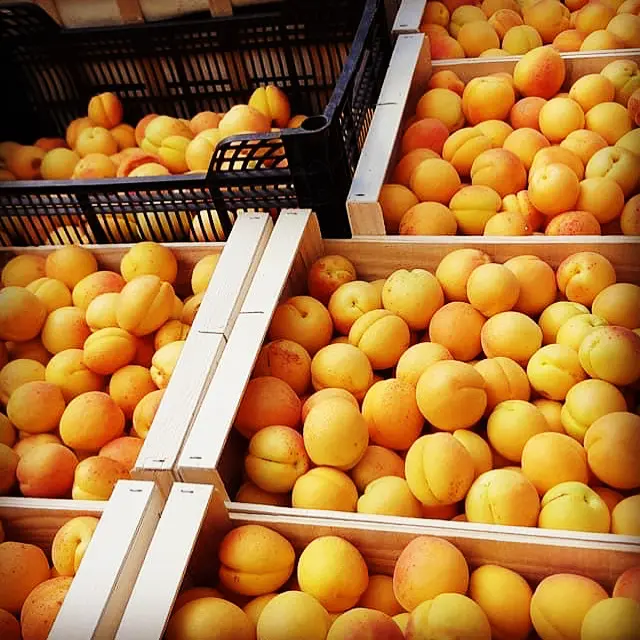 Les abricots du verger