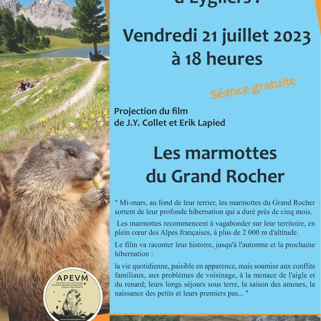 film marmotte