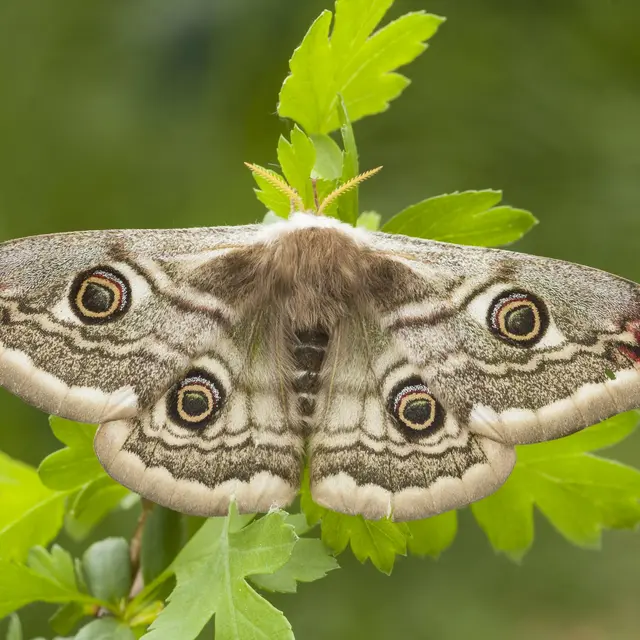 Sortie observation :  papillons de nuit  printaniers_Clamensane