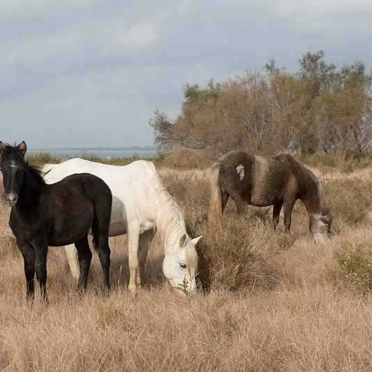 Chevaux au bord du Vaccarès