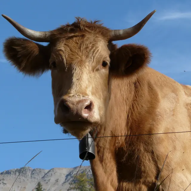 Fête de l'alpage_Le Vernet