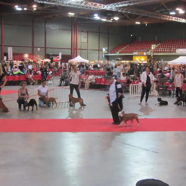 Exposition canine internationale de Martigues_Martigues