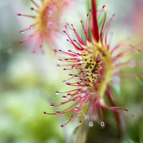 Drosera
