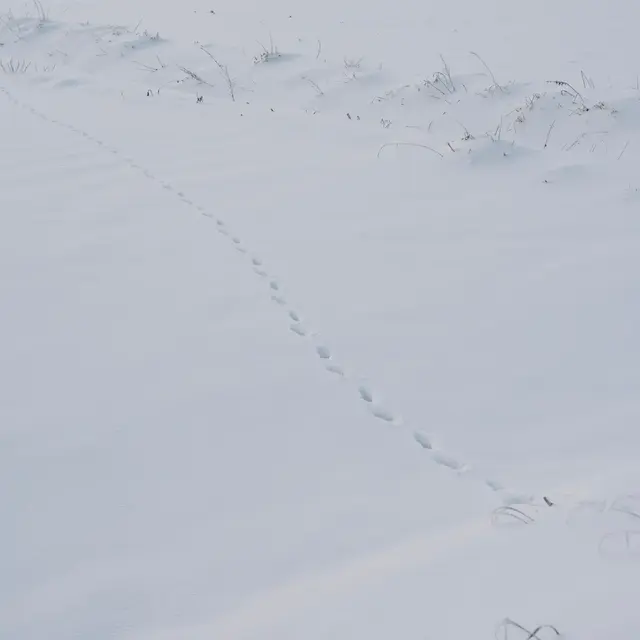 Balade au pays de l'hiver_Les Saisies