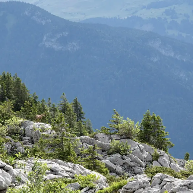 Massif de Tournette-Aravis GRP® - Partie Nord en 4 jours à pied