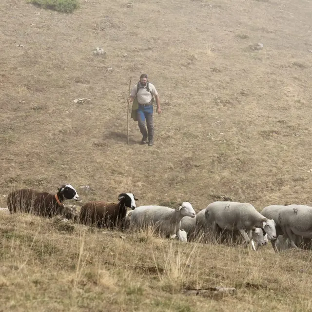 À la rencontre d'un éleveur sur le Taulat_Montferrier