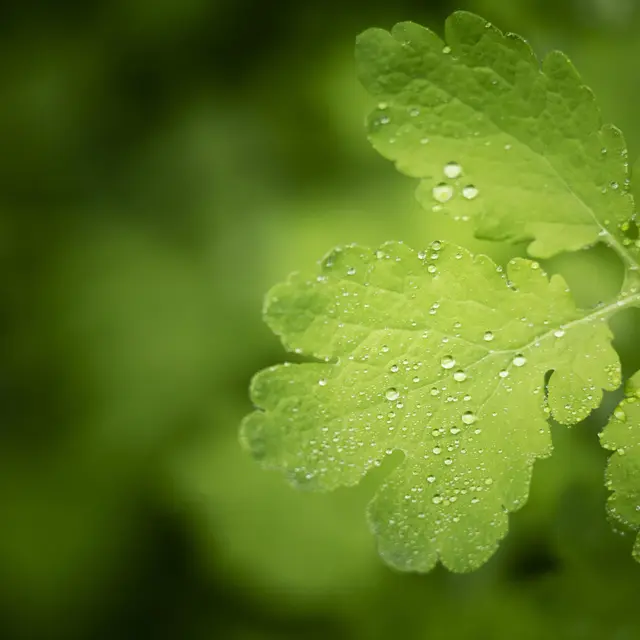 La nature dans tous les sens_Collobrières